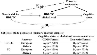 Mendelian Randomization of Dyslipidemia on Cognitive Impairment Among Older Americans